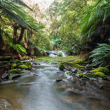 Artwork thumbnail, Otways River by timmyvincent