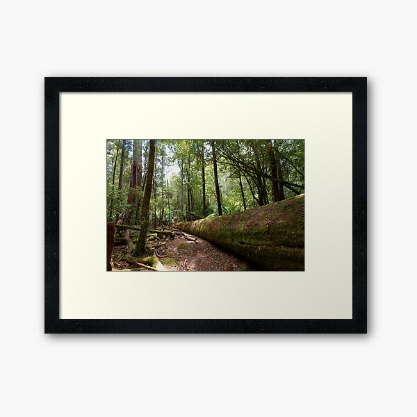 Item preview, Mt Field National Park, Tasmania designed and sold by Roger Barnes.