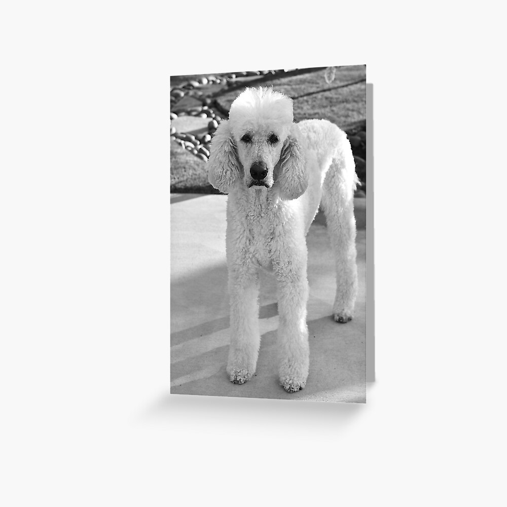 White Standard Poodle Art Print By Laurafay Redbubble
