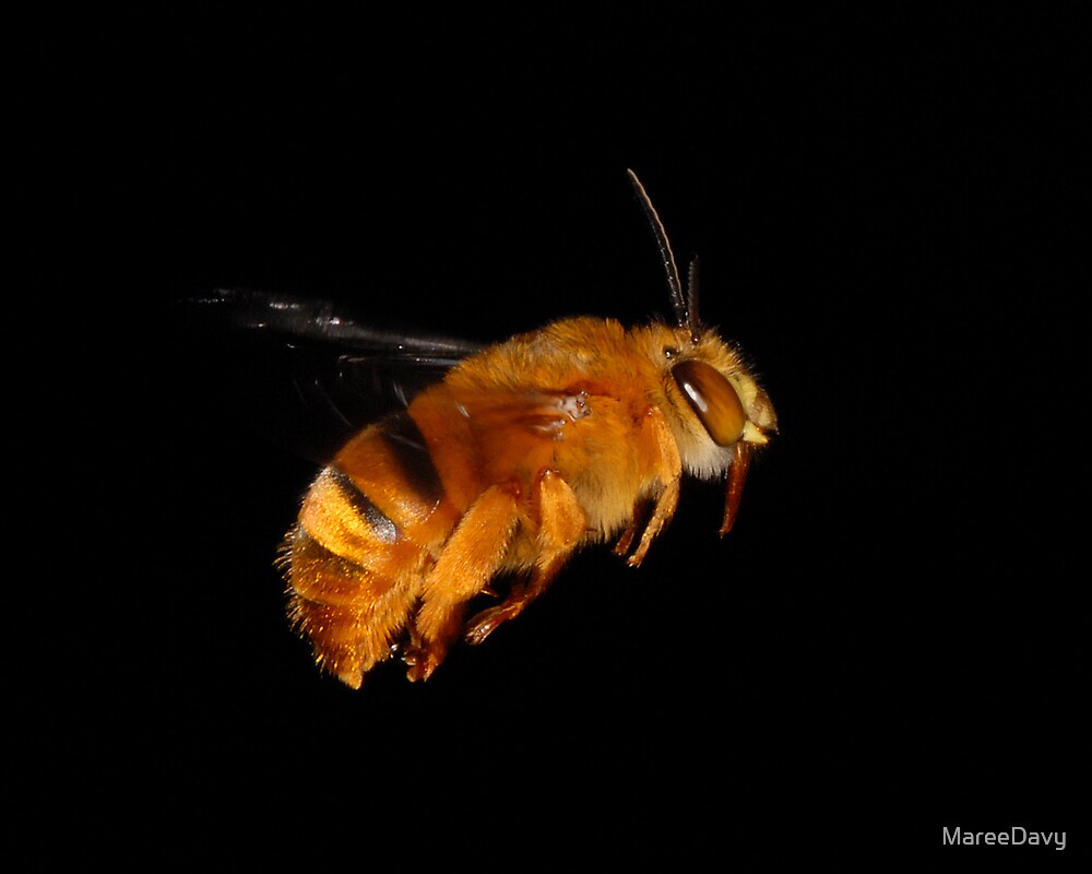 Roblox Bee Swarm Simulator Riley Bee Quest