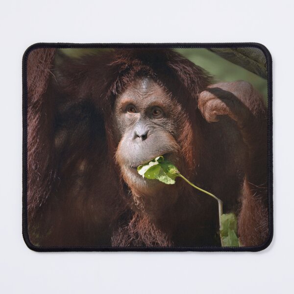 Item preview, Sumatran Orangutan  designed and sold by Savannah Gibbs.