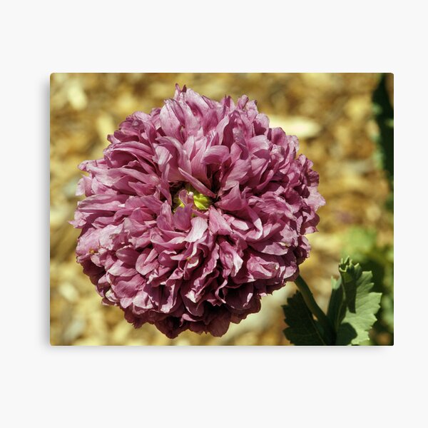 ~Poppy~ Canvas Print