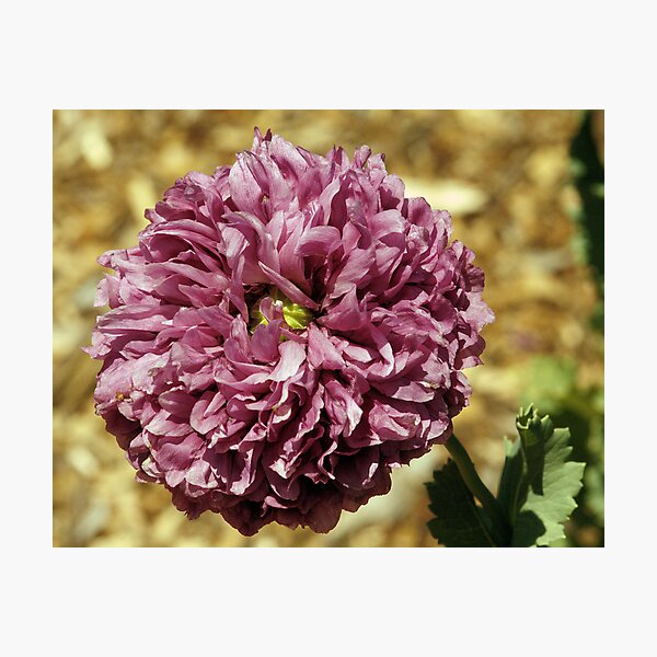 ~Poppy~ Photographic Print
