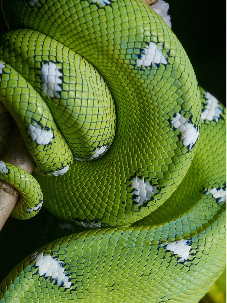 Snake Scales Texture of a Tree Boa, Corallus enydris, Constricto Photograph  by Wernher Krutein - Pixels