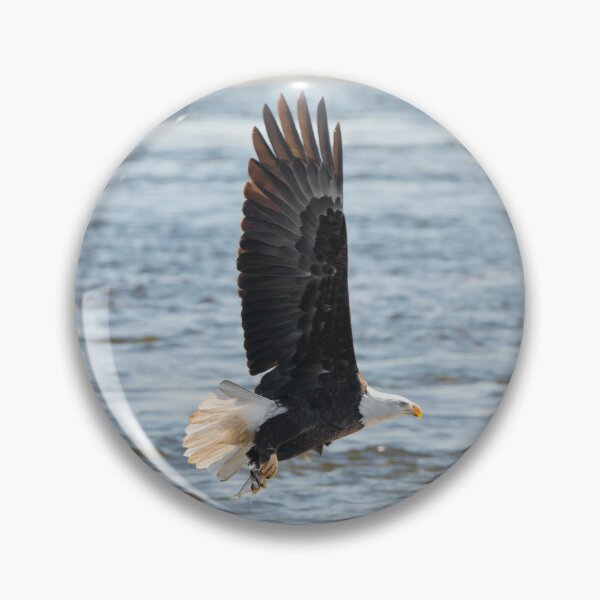 Item preview, Bald eagle soaring over the Mississippi River designed and sold by KRFNatureGifts.