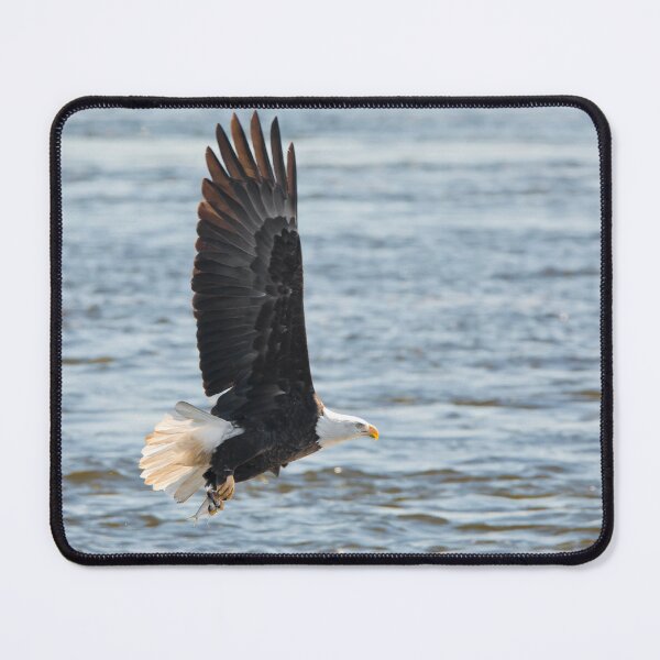 Item preview, Bald eagle soaring over the Mississippi River designed and sold by KRFNatureGifts.