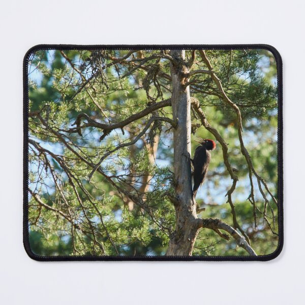 Item preview, The dead pine and Black woodpecker designed and sold by Jouko Lehto Photography.