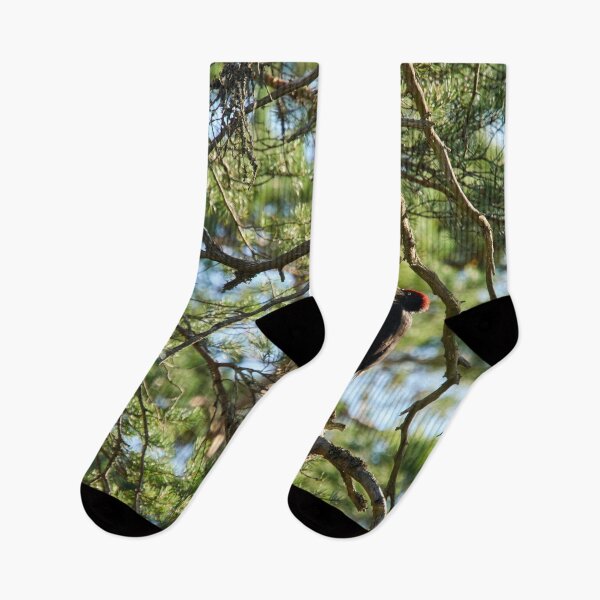 Item preview, The dead pine and Black woodpecker designed and sold by Jouko Lehto Photography.