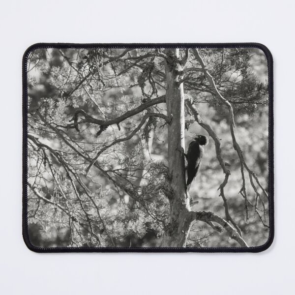 Item preview, The dead pine and Black woodpecker bw designed and sold by Jouko Lehto Photography.