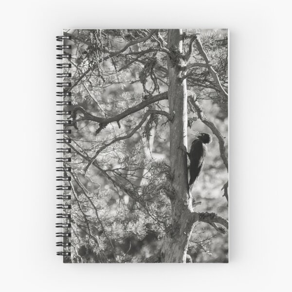 Item preview, The dead pine and Black woodpecker bw designed and sold by Jouko Lehto Photography.