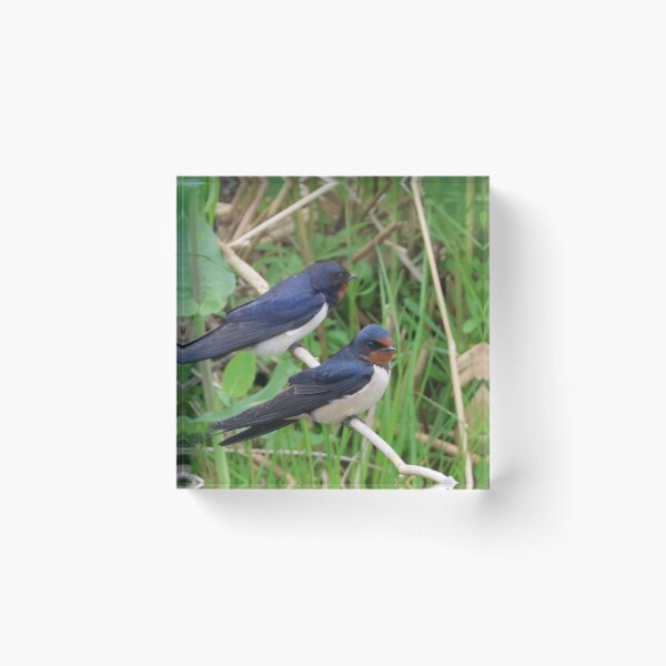 Item preview, Two barn swallow designed and sold by Jolande.