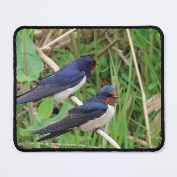 Item preview, Two barn swallow designed and sold by Jolande.