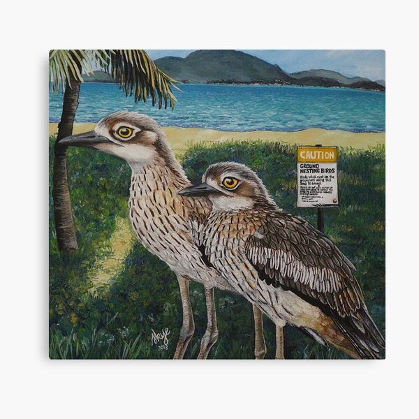 Townsvilles Curlews Canvas Print