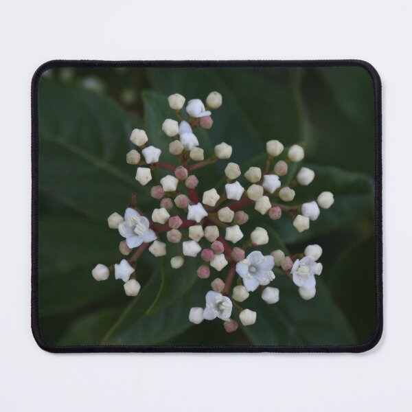 Item preview, Viburnum tinus buds and flowers designed and sold by Anna Lemos.