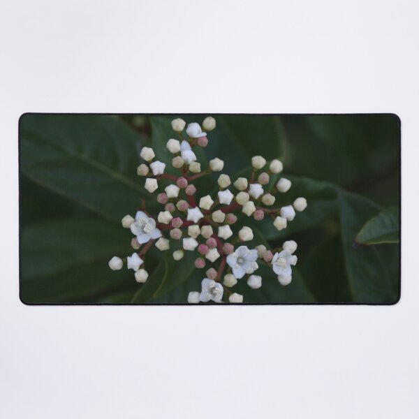 Item preview, Viburnum tinus buds and flowers designed and sold by Anna Lemos.