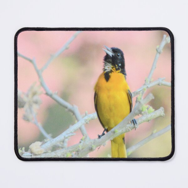 Item preview, Oriole Singing designed and sold by Laurie Minor.