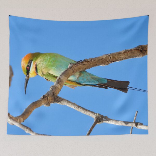 Item preview, Rainbow Bee-eater sitting proud designed and sold by Mark Grimsley.