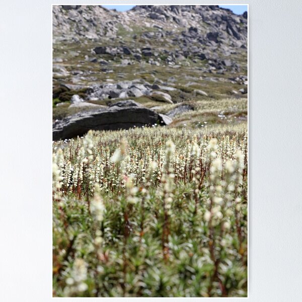 Item preview, Mount Kosciuszko designed and sold by PaintedWillow.