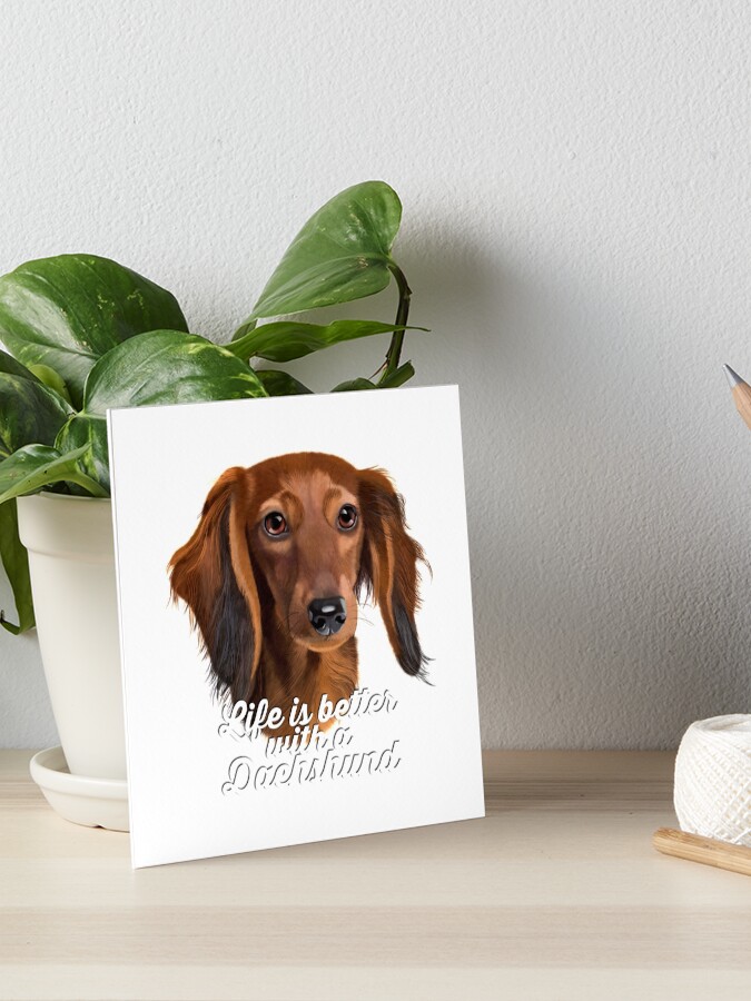 Dachshund Painting Long Haired Dachshund Life Is Better With A