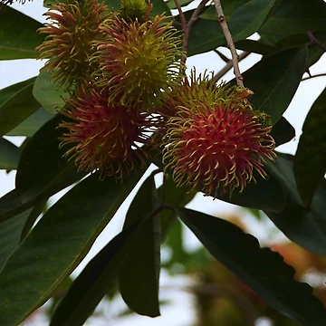 Artwork thumbnail, Red Ripe Rambutan by mrtraz