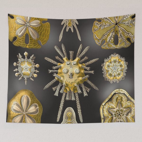 Item preview, Haeckel Gold oursin noir designed and sold by Starsystem.