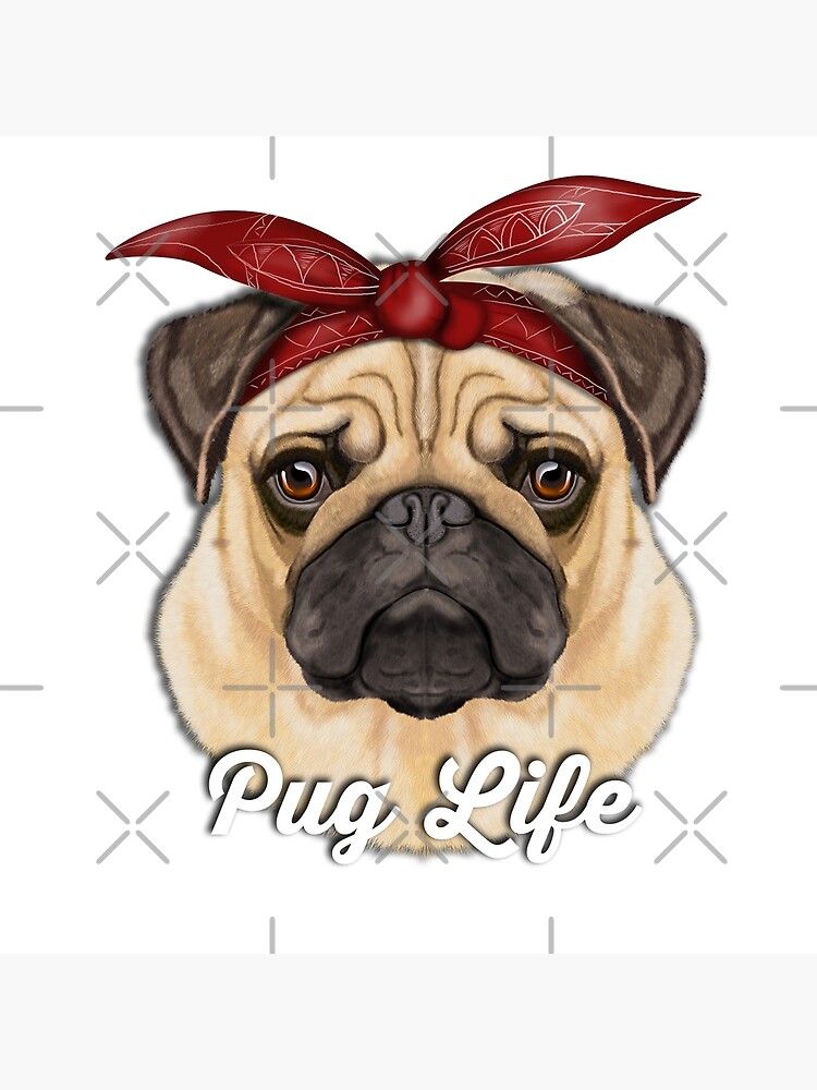 Pug 2024 with bandana