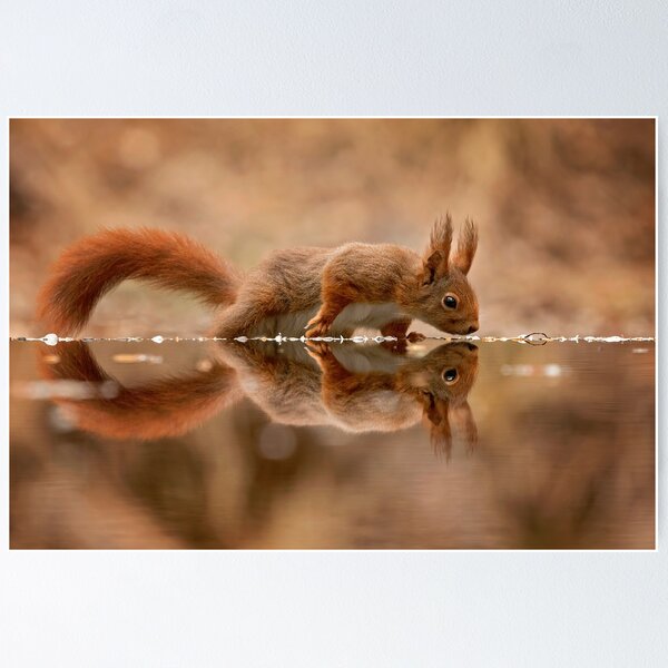 Item preview, red squirrel designed and sold by GeaStrucks.