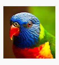 Rainbow Lorikeet V Detail Photographic Print