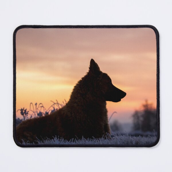 Item preview, Westerwald Kuhhund (Old German Shepherd Dog, Old German Sheepdog) designed and sold by WeightPulling.