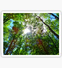 Mystical Forest Sky Sticker