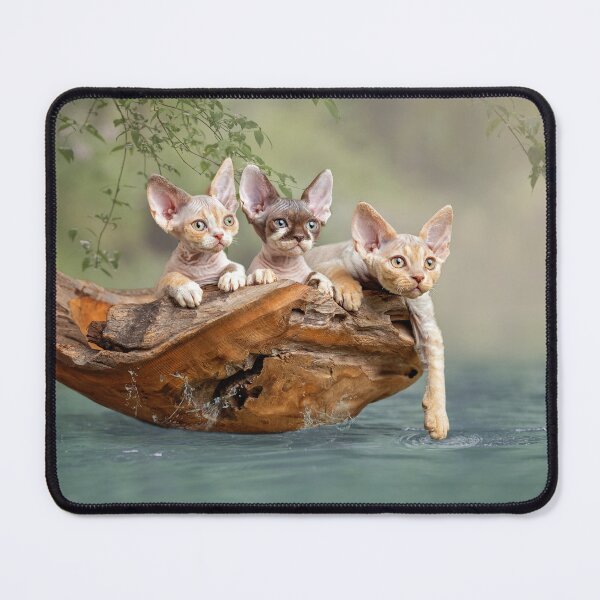 Item preview, Devon rex kittens in a boat designed and sold by GeaStrucks.
