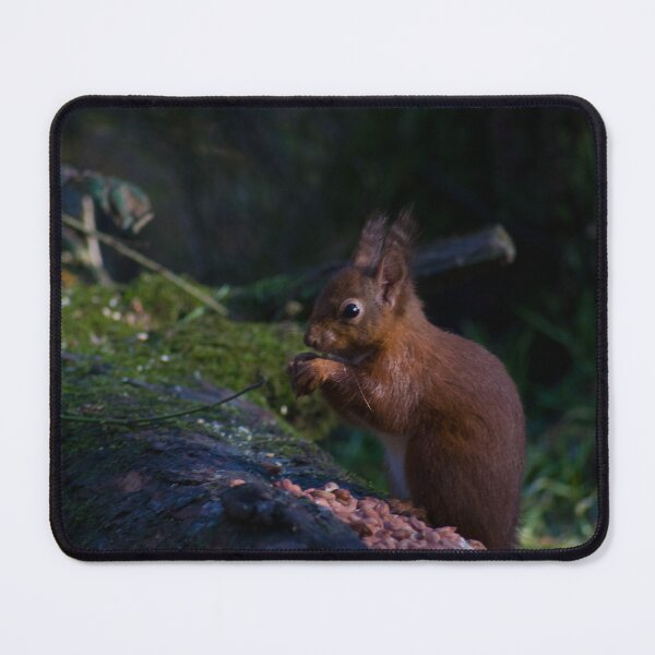 Item preview, Cute Red Squirrel Eating Food designed and sold by din-phto.
