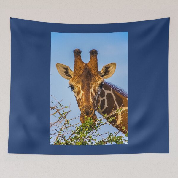 Artikelvorschau, Kenia. Samburu Nationalreservat. Retikulierte Giraffe. Nahansicht. entworfen und verkauft von vadim19.