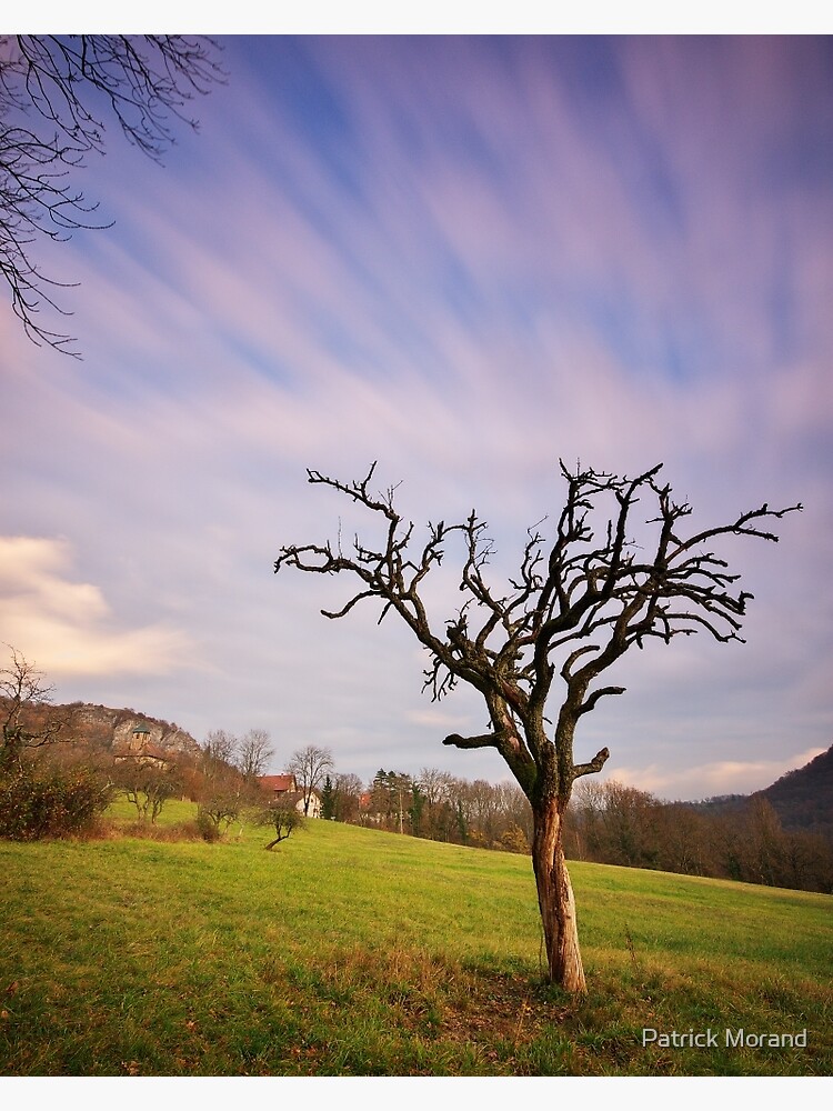 The dead tree and the clouds by patmo