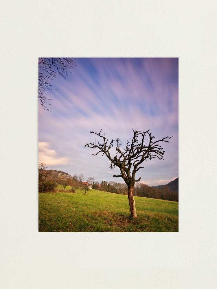 Alternate view of The dead tree and the clouds Photographic Print