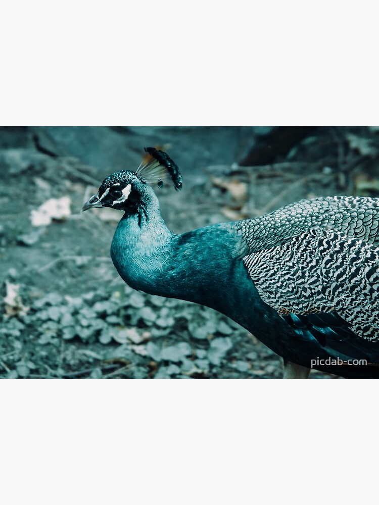 Thumbnail 2 of 2, Greeting Card, peacock beautiful bird designed and sold by picdab-com.
