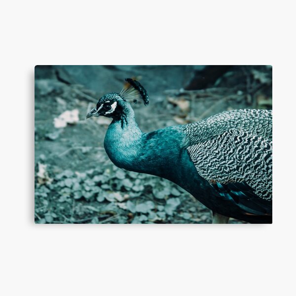 peacock beautiful bird Canvas Print