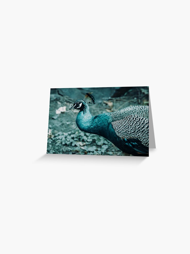 Thumbnail 1 of 2, Greeting Card, peacock beautiful bird designed and sold by picdab-com.