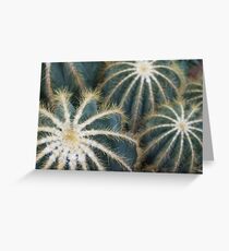Sharp Beauty - Elegantly Ordered Cactus Needles Greeting Card