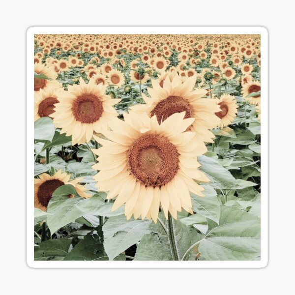 Aperçu de l'œuvre Tournesols fanés créée et vendue par GasconyPassion.