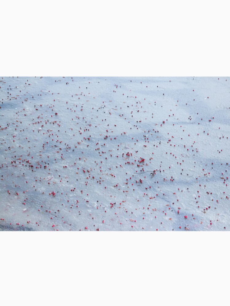 winter, ashberry on the snow by mrivserg