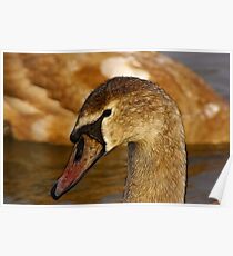 Redfield Cygnet Poster