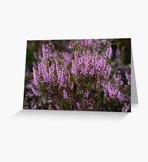 Close up of Heather flowering in the Scottish Highlands Greeting Card