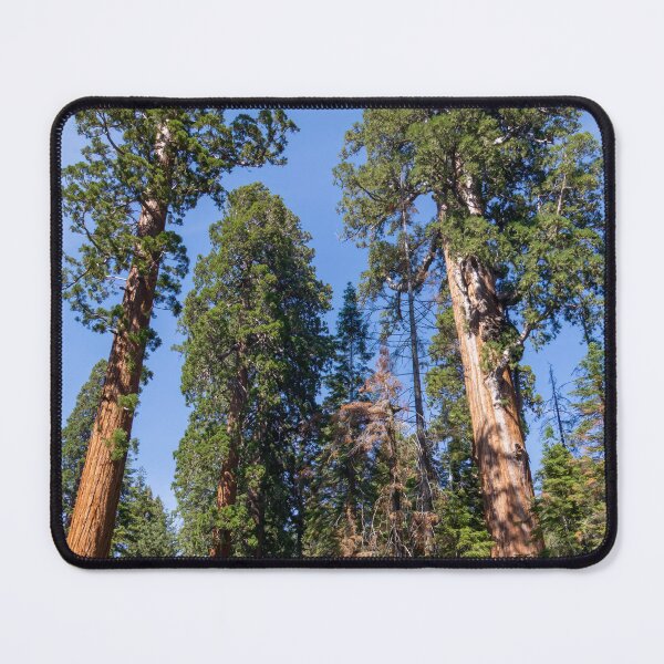 Item preview, Giant Redwood Sequoia Trees Touch the Sky designed and sold by SafariByMarisa.