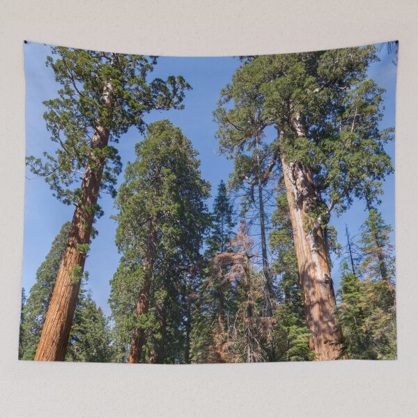 Item preview, Giant Redwood Sequoia Trees Touch the Sky designed and sold by SafariByMarisa.