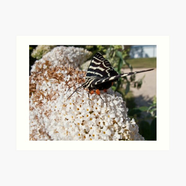Dingy swallowtail butterfly Art Print