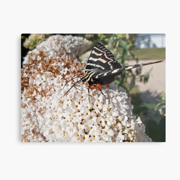 Dingy swallowtail butterfly Metal Print