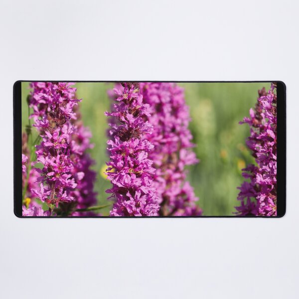 Item preview, Remember the Deep Purple. Purple Loosestrife designed and sold by Jouko Lehto Photography.
