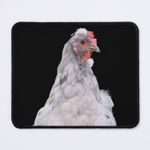 Item preview, White Hen Close Up - black background designed and sold by Louise-Mae.