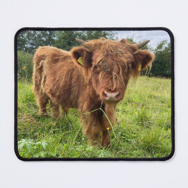 Item preview, Scottish Highland Cattle Calf 4515 designed and sold by SaarelaHighland.